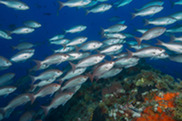 A school of vermilion snapper above a coral reef. Credit: Flower Garden Banks National Marine Sanctuary Foundation.