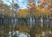 A collection of tall skinny trees grow out of swamp water.