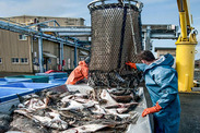 Fishermen offloading