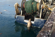 Steller sea lion getting on the stern of a trawler. Credit: Noah Meisenheimer.