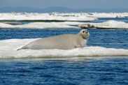 Bearded seal