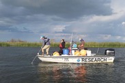 Researches deploy equipment to measure predation rates on juvenile salmon in the Sacramento-San Joaquin Delta. Photo: Brendan Lehman