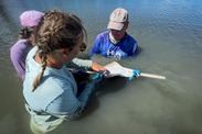 Annsli Hilton performs surgery on a smalltooth sawfish to track the animal's movement. Credit: NOAA Fisheries/Reni Poston-Hymel 