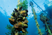 Underwater view of mussel longline aquaculture looking toward the surface