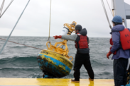 Researchers retrieve a passive acoustic recorder from over the side of a boat on an overcast day