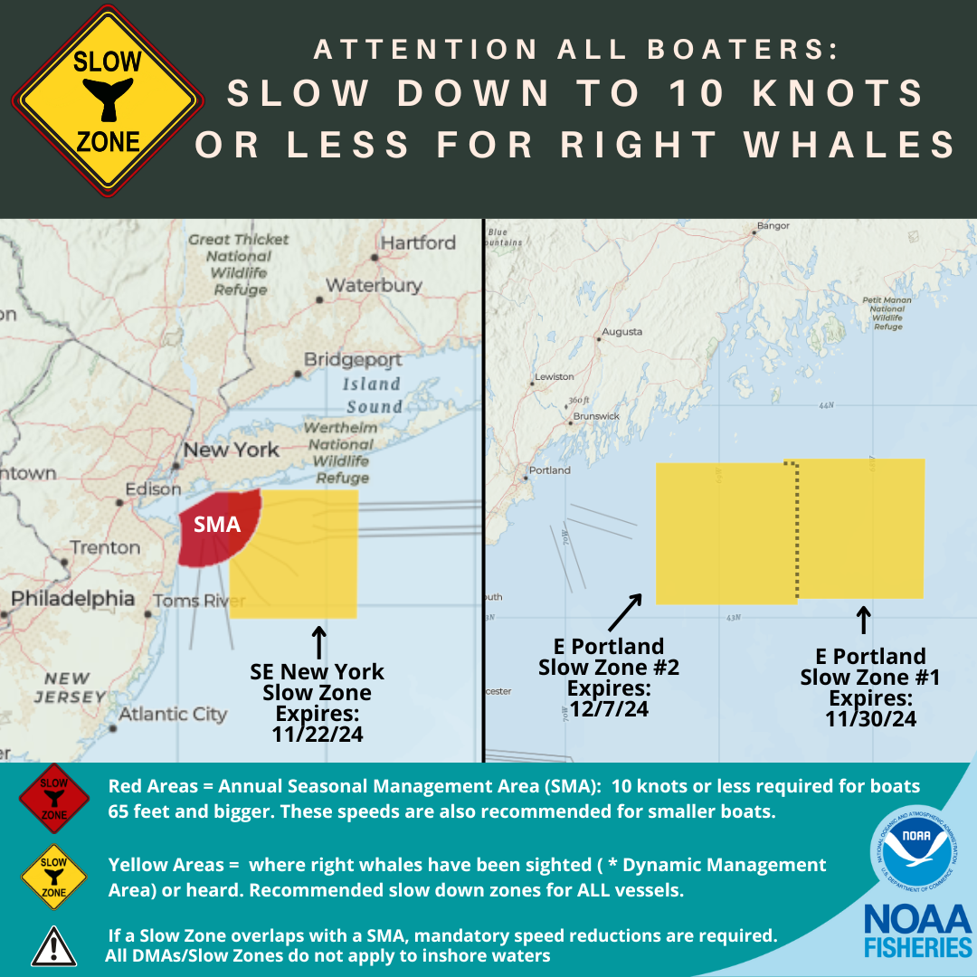 Map of current right whale slow zones in the northeast. 