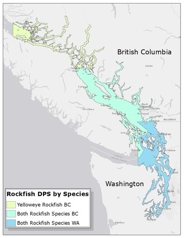 Map of the Distinct Population Segments (DPSs) for yelloweye rockfish and bocaccio.