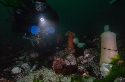 Diver observing a YOY yelloweye rockfish.