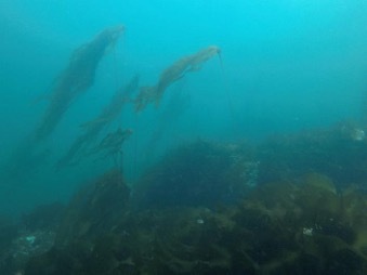 Young bull kelp rises from the sea floor, reaching towards the surface.