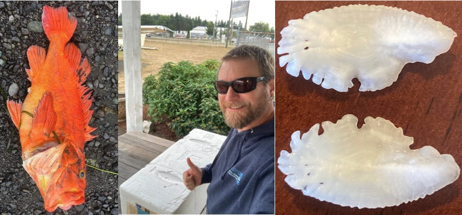 The yelloweye rockfish on a rocky beach, Rockfish Recovery Coordinator Dayv Lowry at the local airport, and the otoliths.