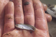  Juvenile chinook. Credit: SRSC.