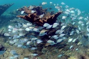 Coral reef in Tres Palmas, Puerto Rico. Credit: NOAA.