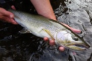 A coastal cutthroat trout, silver and yellow fish, being held. Credit: James Losee/Washington Department of Fish and Wildlife.