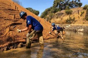 Two crew members conduct restoration work in Santa Rosa Creek, CA. Photo Credit: Hayley Barnes.