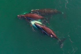 North Atlantic right whales