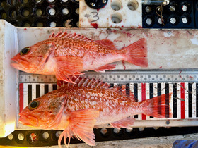 Blackbelly rosefish