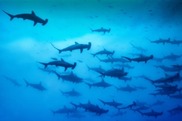 750x500-schooling hammerheads_istock
