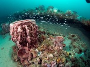 750x500-Grays-Reef-NMS-NOAA-Greg-McFall