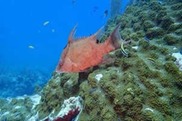 750x500-Hogfish_cleaning-station
