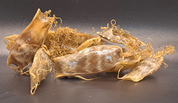 Chain dogfish egg cases