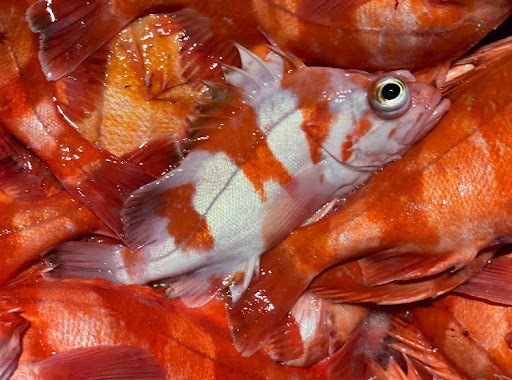 Redbanded rockfish, Photo Credit: Captain Harrison Ibach