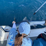 UK blue shark tagging