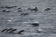 A school of northern right whale dolphins observed swimming through the water together