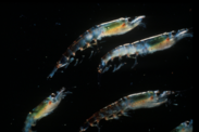 Antarctic krill against a dark background