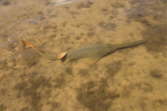 A juvenile smalltooth sawfish