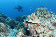 A scuba diver researches a coral reef with tropical fish swimming around it