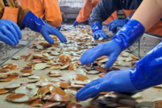 Scientists sorting Atlantic sea scallops during a Bottom Trawl Survey