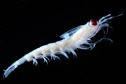 Close-up image of a krill against a black background