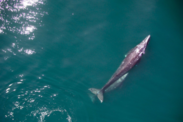 Aerial image of a gray whale and her calf on a sunny day in turqoise blue water. 