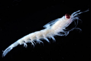 Close-up image of krill against a black background