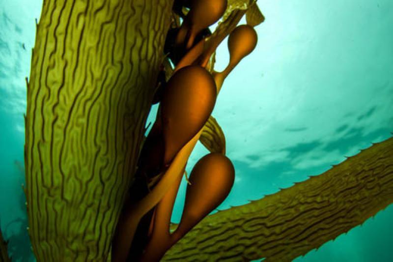 Giant kelp in the ocean.