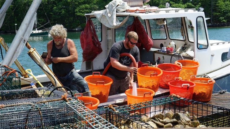 Fishermen harvest farmed oysters.