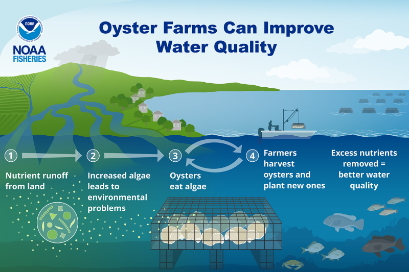 Graphic showing how oysters filter nutrient runoff and improve water quality.