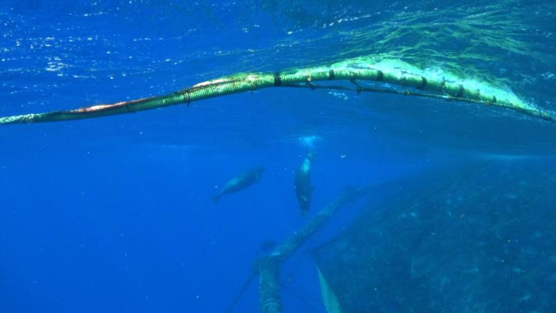Monk seals swim near net pens.