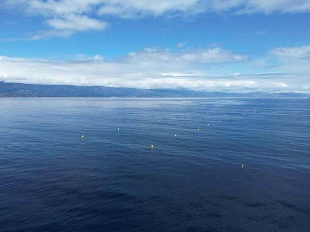 Drone shot over Ocean Rainforest’s giant kelp cultivation demonstration project off the Santa Barbara Coast.