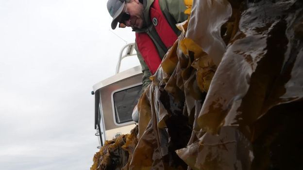 A farmer harvests kelp from a boat.