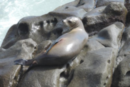 California Sea Lion. Credit: NOAA/Kristin Wilkinson
