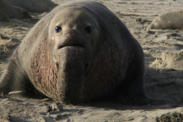 A male northern elephant seal. Credit: NOAA Fisheries/Mark Lowry
