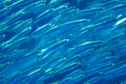 A school of Pacific sardines. Credit: NOAA Fisheries/Dale Sweetman