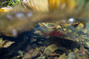 Adult CCC coho migrating upstream. Credit: CDFW