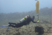 A diver uses a lift bag to transport loose rubble. Credit: NOAA