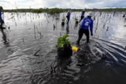 BoriCorps members plant mangroves in Puerto Rico. Credit: NOAA Fisheries