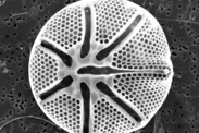 A black-and-white scanning electron microscope image of a diatom.