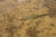 750x500-Juvenile-Smalltooth-Sawfish-Resting-Olivier-Born-Save-Our-Seas-Foundation