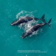 Image 1. North Atlantic right whales Koala and Curlew swimming off Stuart, Florida on January 12, 2025.