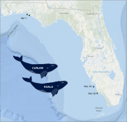 Image 3. A map showing March and April 2025 sightings of Koala and Curlew off the West coast of Florida.